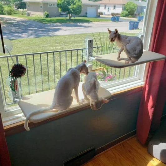 Cat Hammock