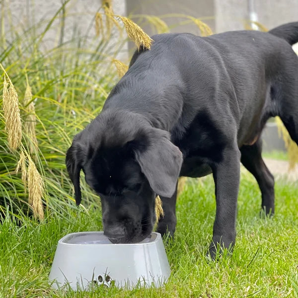 Dry Bowl Dog Drinking