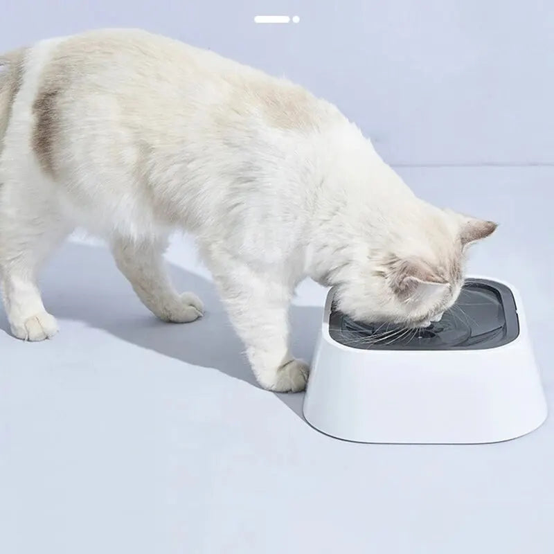 Dry Dog Drinking
